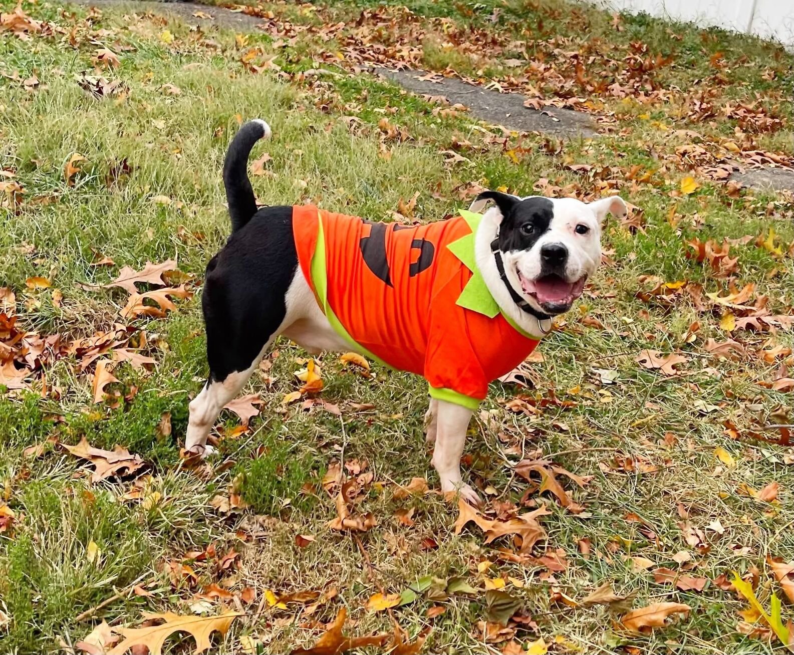 Cool Things to Do Halloweekend